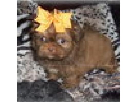 PoulaTo: Shih Tzu κουτάβι